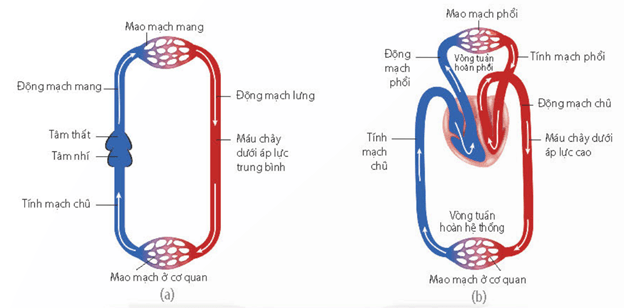 Hệ tuần hoàn kín