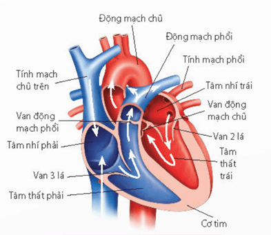 Hệ tuần hoàn đơn ở Cá xương (a) và hệ tuần hoàn kép ở Thú (b)