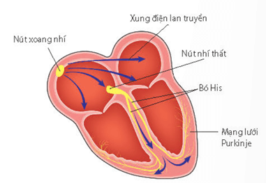 Cấu tạo của tim người và Thú