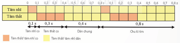 Hệ dẫn truyền tim