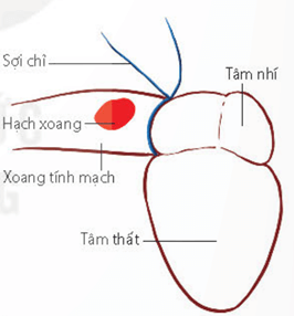 Đo huyết áp bằng huyết áp kế điện tử