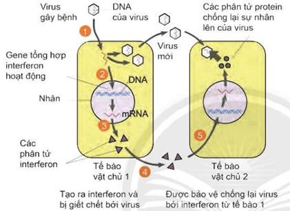 Phản ứng sốt