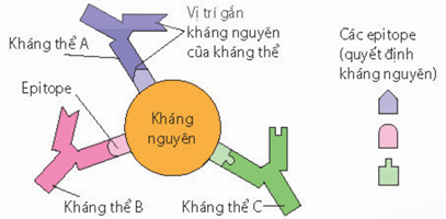 Cơ chế tác động của interferon