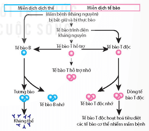 Các thụ thể kháng nguyên trên tế bào B, tế bào T (a) và kháng thể (b)
