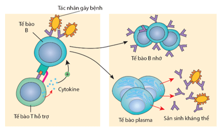 Hình ảnh minh họa SGK Sinh học 11