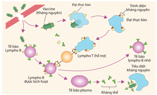 Cơ chế miễn dịch tế bào