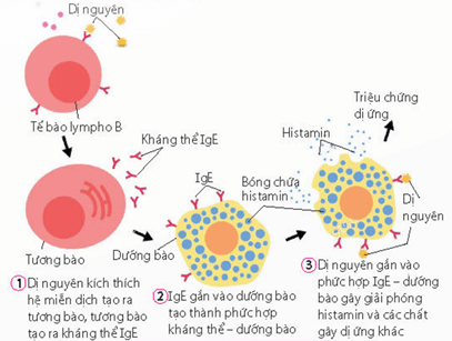 Cơ chế hình thành kháng thể bất hoạt kháng nguyên và ghi nhớ kháng nguyên khi được tiêm vaccine