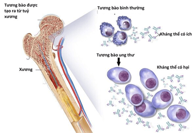 Chu trình nhân lên trong tế bào chủ của HIV