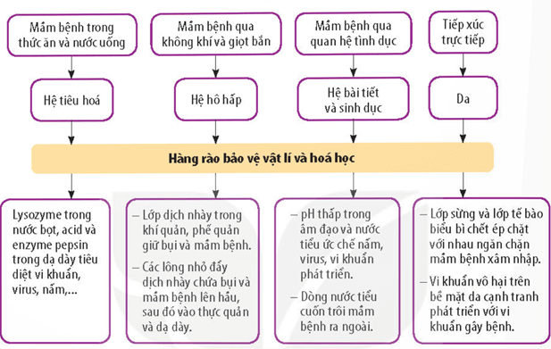 Hệ miễn dịch