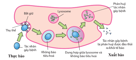 Hàng rào bảo vệ vật lí và hoá học