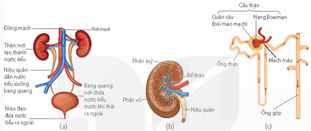 Các cơ quan bài tiết chủ yếu và các sản phẩm bài tiết ở người