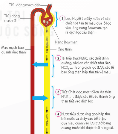 Cấu tạo hệ tiết niệu (a); Cấu tạo thận bổ dọc (b); Cấu tạo một nephron (c)