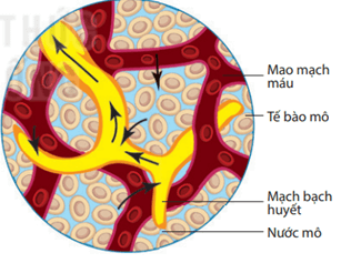 Quá trình hình thành nước tiểu ở nephron