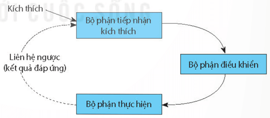 Môi trường trong của cơ thể