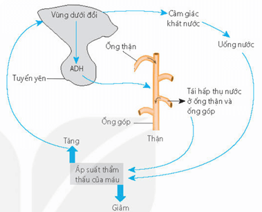 Sơ đồ hệ thống điều hoà cân bằng nội môi