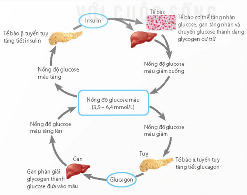 Thận điều hoà áp suất thẩm thấu của máu