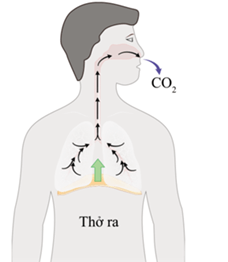 Gan điều hoà nồng độ glucose trong máu
