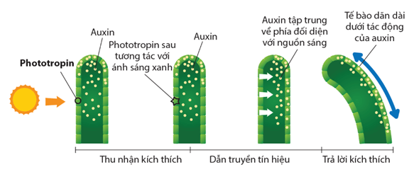 Đồng tử mắt co lại khi có ánh sáng mạnh chiếu vào mắt