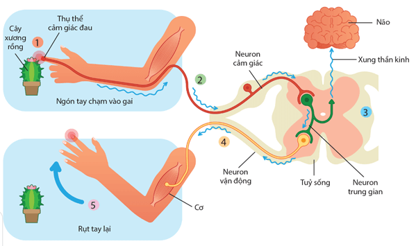 Cơ chế phản ứng hướng sáng của chồi đỉnh