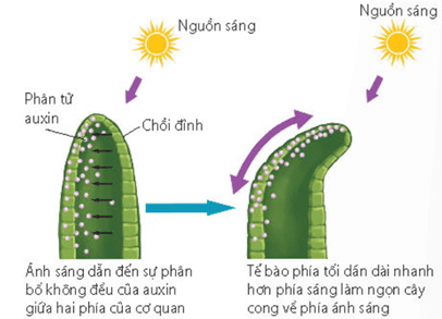 Ứng động nở hoa của cây bồ công anh