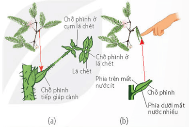 Cơ chế hướng sáng dưới tác dụng của auxin