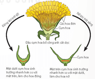 Cây trinh nữ lúc bình thường (a) và cây trinh nữ cụp lá khi bị kích thích cơ học (va chạm) (b)