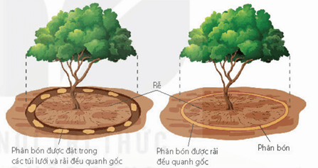 Hoa nở do cảm ứng với ánh sáng ở cây bồ công anh