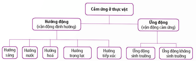 Một số kiểu cảm ứng ở thực vật: hướng sáng (a), hướng nước (b), hướng trọng lực (c), hướng hoá (d), hướng tiếp xúc (e)