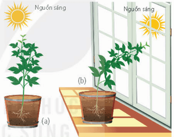 Các hình thức cảm ứng ở thực vật