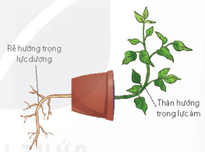 Phản ứng hướng nước của rễ