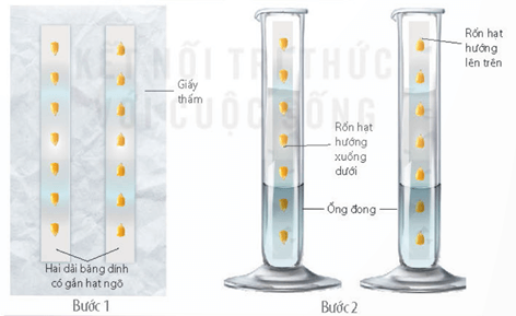 Cách bố trí thí nghiệm chứng minh tính hướng sáng