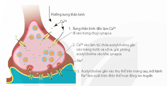 Sơ đồ cấu tạo của synapse hoá học