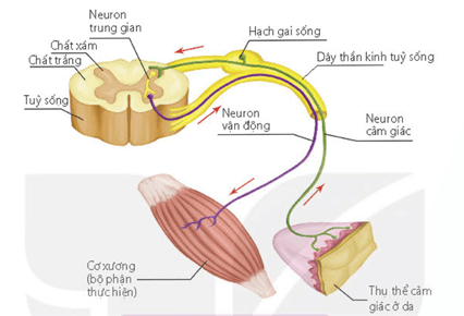 Truyền tin qua synapse thần kinh – cơ xương