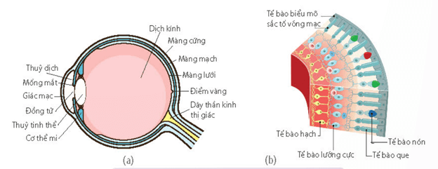 Hình ảnh minh họa SGK Sinh học 11