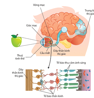 Cấu tạo cầu mắt (a) và cấu tạo màng lưới (b)