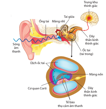 Tai giữa và ốc tai được vẽ duỗi ra (a), tiết diện cắt ngang ốc tai (b), các tế bào có lông và màng mái trên màng nền (c)