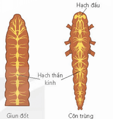 Hệ thần kinh dạng lưới ở thuỷ tức