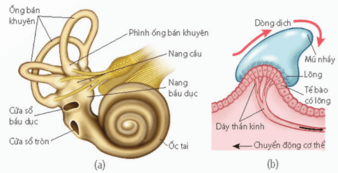 Quá trình cảm nhận âm thanh