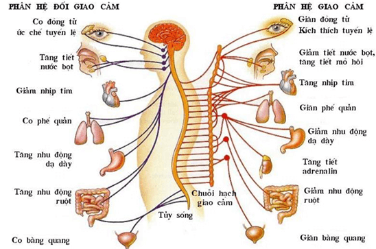 Hình ảnh minh họa SGK Sinh học 11