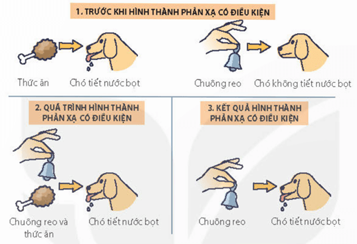 Một số phản xạ sinh dưỡng