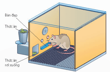 Quá trình hình thành phản xạ có điều kiện theo I. Pavlov