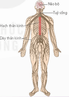 Hệ thần kinh chuỗi hạch