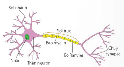 Cấu tạo hệ thần kinh ống ở người