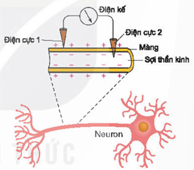 Cấu tạo của neuron có bao myelin