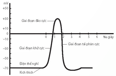 Sơ đồ đo điện thế nghỉ