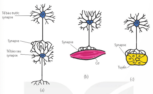 Lan truyền của điện thế hoạt động trên sợi thần kinh không có bao myelin (a) và trên sợi thần kinh có bao myelin (b)