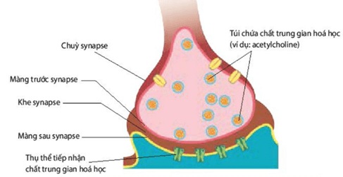 Hình ảnh minh họa SGK Sinh học 11