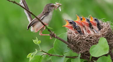 Sói xám đánh dấu lãnh thổ bằng nước tiểu