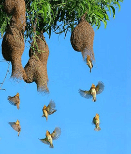 In vết ở chim