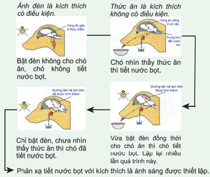 Chim định hướng không gian để tìm về đúng tổ của mình